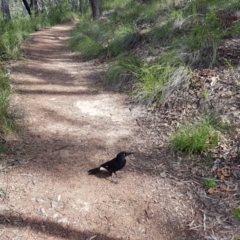 Strepera graculina (Pied Currawong) at Acton, ACT - 17 Sep 2020 by ClubFED