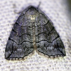 Dysbatus stenodesma (Dysbatus stenodesma) at O'Connor, ACT - 17 Sep 2020 by ibaird