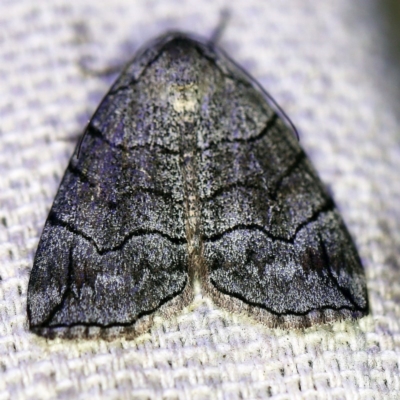 Dysbatus stenodesma (Dysbatus stenodesma) at O'Connor, ACT - 17 Sep 2020 by ibaird