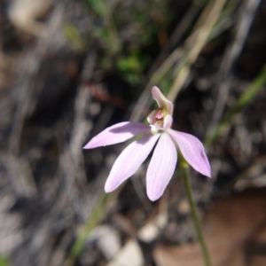 Caladenia fuscata at Downer, ACT - 17 Sep 2020