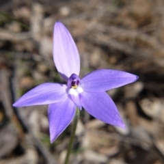 Glossodia major (Wax Lip Orchid) at Downer, ACT - 17 Sep 2020 by ClubFED