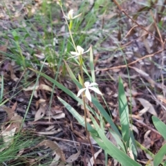 Caladenia ustulata at Downer, ACT - suppressed