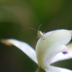 Miridae (family) (Unidentified plant bug) at Downer, ACT - 17 Sep 2020 by ClubFED