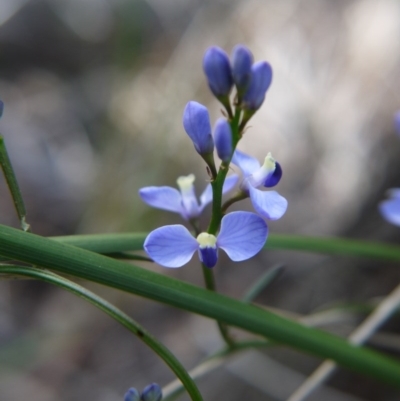 Comesperma volubile (Love Creeper) at Point 4855 - 17 Sep 2020 by ClubFED