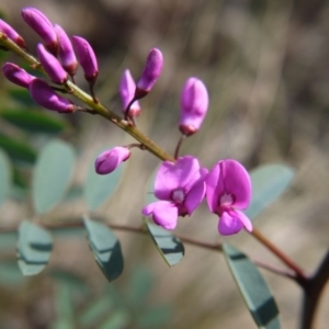 Indigofera australis subsp. australis at Acton, ACT - 17 Sep 2020