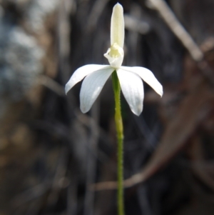 Caladenia fuscata at Downer, ACT - suppressed