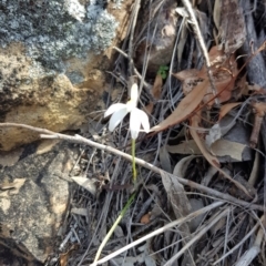 Caladenia fuscata at Downer, ACT - suppressed