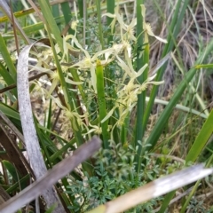 Clematis leptophylla at Acton, ACT - 17 Sep 2020