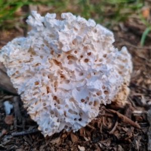 Laetiporus portentosus at Downer, ACT - 17 Sep 2020