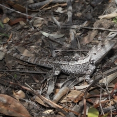 Amphibolurus muricatus (Jacky Lizard) at ANBG - 11 Sep 2020 by TimL