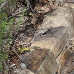 Amphibolurus muricatus at Acton, ACT - 11 Sep 2020 12:29 PM