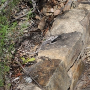 Amphibolurus muricatus at Acton, ACT - 11 Sep 2020 12:29 PM