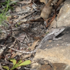 Amphibolurus muricatus at Acton, ACT - 11 Sep 2020