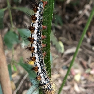 Aglaosoma variegata (A Prominent moth) at Wattamolla, NSW - 17 Sep 2020 by WattaWanderer
