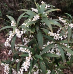 Leucopogon affinis (Lance Beard-heath) at Wattamolla, NSW - 17 Sep 2020 by WattaWanderer