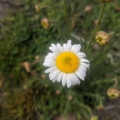 Brachyscome diversifolia var. diversifolia (Large-headed Daisy) at Lake George, NSW - 18 Sep 2020 by MPennay