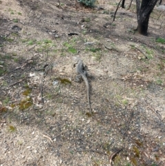 Varanus rosenbergi (Heath or Rosenberg's Monitor) at Tennent, ACT - 17 Sep 2020 by towndek