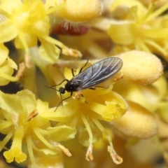 Sciaridae sp. (family) at Acton, ACT - 10 Sep 2020