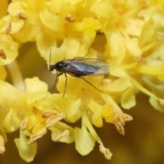 Sciaridae sp. (family) at Acton, ACT - 10 Sep 2020