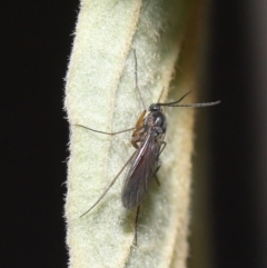 Sciaridae sp. (family) at Acton, ACT - 10 Sep 2020