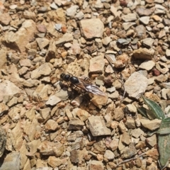 Formicidae (family) (Unidentified ant) at Karabar, NSW - 6 Sep 2020 by Speedsta