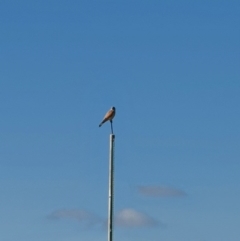 Falco cenchroides (Nankeen Kestrel) at Jerrabomberra, NSW - 14 Sep 2020 by Speedsta