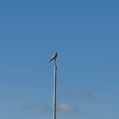 Falco cenchroides (Nankeen Kestrel) at Jerrabomberra, NSW - 14 Sep 2020 by Speedsta