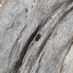 Mutillidae (family) (Unidentified Mutillid wasp or velvet ant) at Karabar, NSW - 6 Sep 2020 by Speedsta