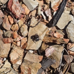 Maratus vespertilio at Queanbeyan, NSW - 6 Sep 2020