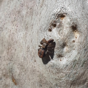 Servaea narraweena at Karabar, NSW - 6 Sep 2020