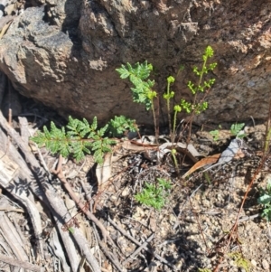 Cheilanthes sieberi at Queanbeyan East, NSW - 6 Sep 2020