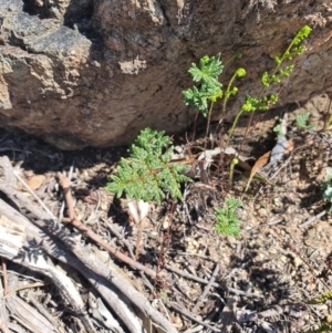 Cheilanthes sieberi at Queanbeyan East, NSW - 6 Sep 2020