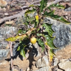 Solanum cinereum (Narrawa Burr) at Karabar, NSW - 6 Sep 2020 by Speedsta