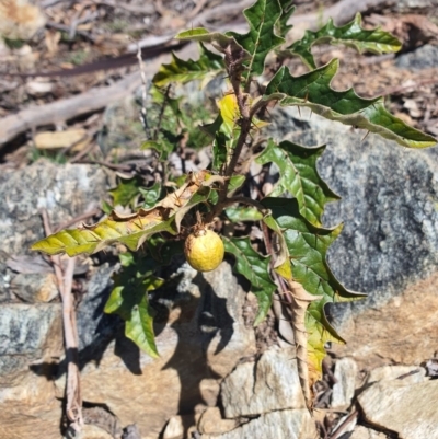 Solanum cinereum (Narrawa Burr) at Karabar, NSW - 6 Sep 2020 by Speedsta
