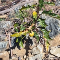 Solanum cinereum at Karabar, NSW - 6 Sep 2020