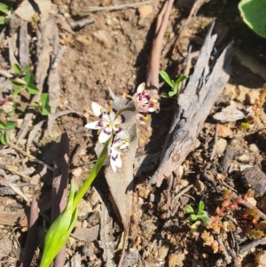 Wurmbea dioica subsp. dioica at Karabar, NSW - 6 Sep 2020