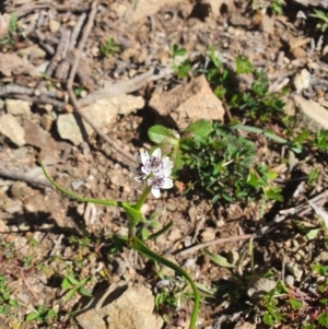 Wurmbea dioica subsp. dioica at Karabar, NSW - 6 Sep 2020