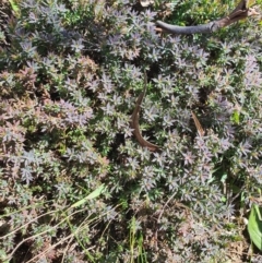 Astroloma humifusum (Cranberry Heath) at Karabar, NSW - 6 Sep 2020 by Speedsta