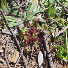 Trifolium sp. (Clover) at Karabar, NSW - 6 Sep 2020 by Speedsta