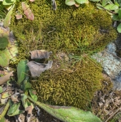 Unidentified Lichen, Moss or other Bryophyte at Karabar, NSW - 6 Sep 2020 by Speedsta