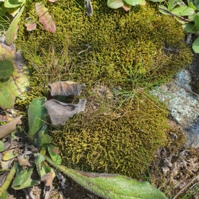 Unverified Lichen, Moss or other Bryophyte at Karabar, NSW - 6 Sep 2020 by Speedsta