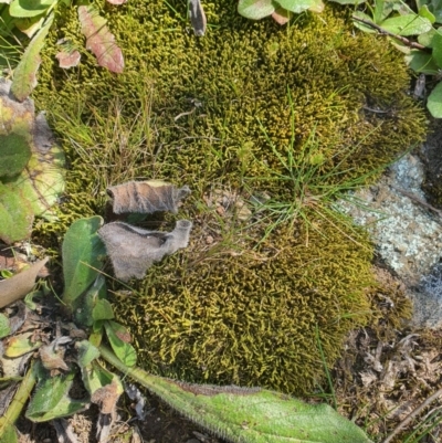 Unidentified Moss, Lichen, Liverwort, etc at Karabar, NSW - 6 Sep 2020 by Speedsta