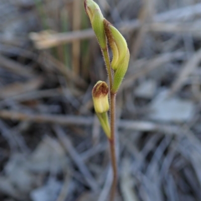 Caladenia ustulata (Brown Caps) at Aranda, ACT - 14 Sep 2020 by CathB