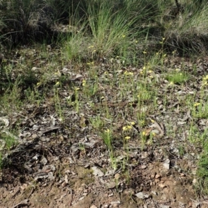 Diuris chryseopsis at Cook, ACT - suppressed