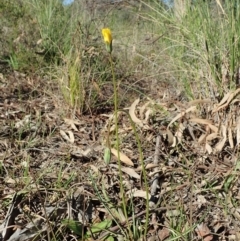 Microseris walteri (Yam Daisy, Murnong) at Cook, ACT - 15 Sep 2020 by CathB