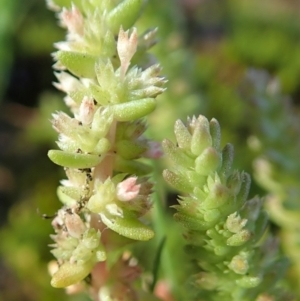 Crassula sieberiana at Cook, ACT - 15 Sep 2020 02:16 PM