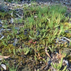 Crassula sieberiana at Cook, ACT - 15 Sep 2020 02:16 PM