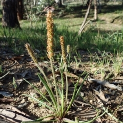 Plantago gaudichaudii (Narrow Plantain) at Mount Painter - 15 Sep 2020 by CathB