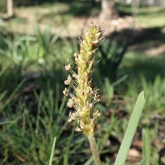 Plantago gaudichaudii at Cook, ACT - 15 Sep 2020