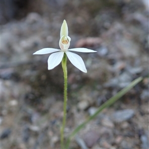 Caladenia fuscata at Point 4526 - suppressed